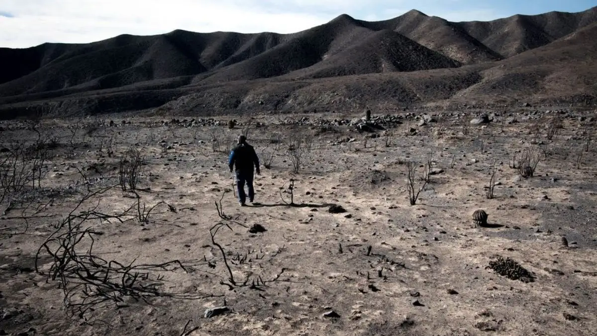 Convocan a voluntarios para reforestar las áreas quemadas de Potrerillos