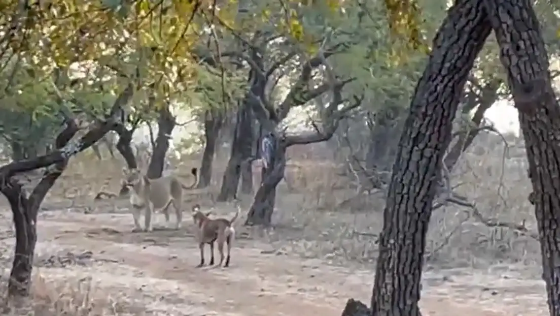 Viral: perro callejero se enfrenta a una leona y sale victorioso. VIDEO