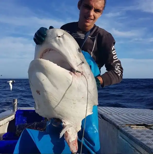 Australia: encontraron la cabeza de un tiburón de 100 kilos