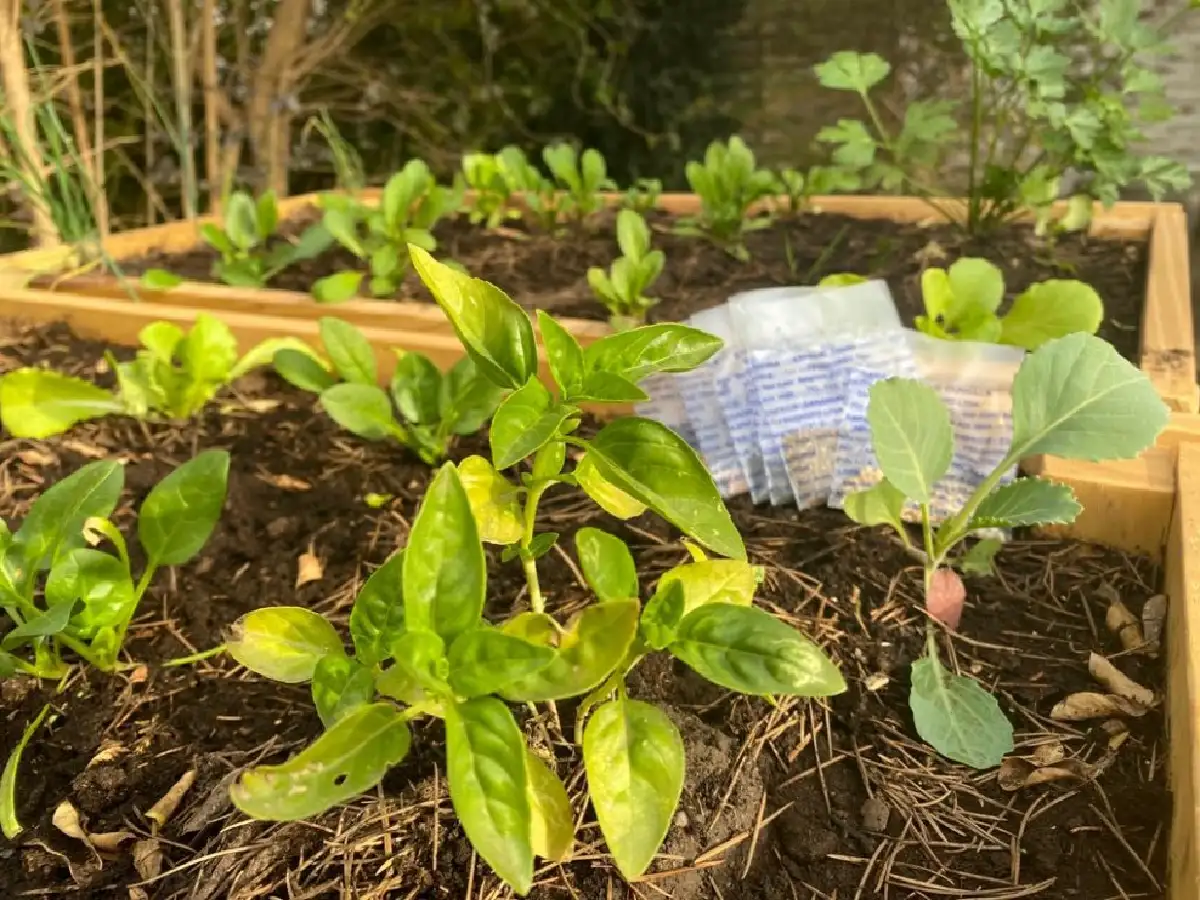 Cómo acceder a las semillas del programa la Huerta en tu hogar
