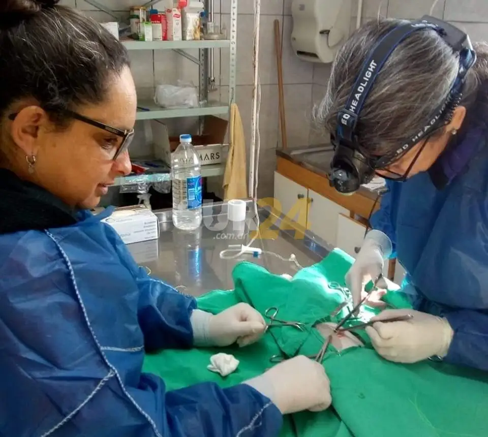 Más de 50 castraciones a gatos y perros en María Teresa