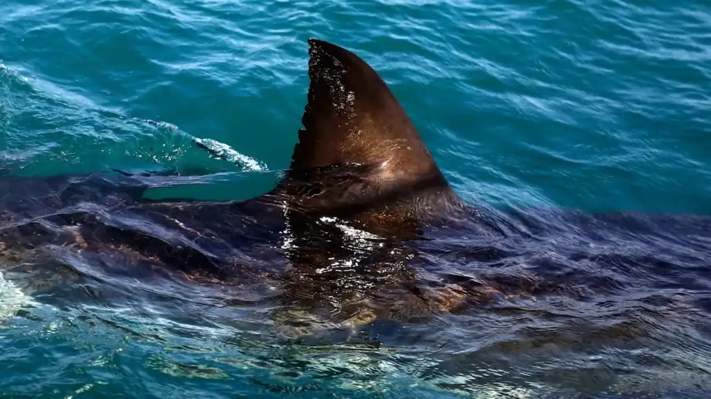 Sudáfrica cuenta con una extensa costa donde se han registrado ataques de tiburones a lo largo de los años.