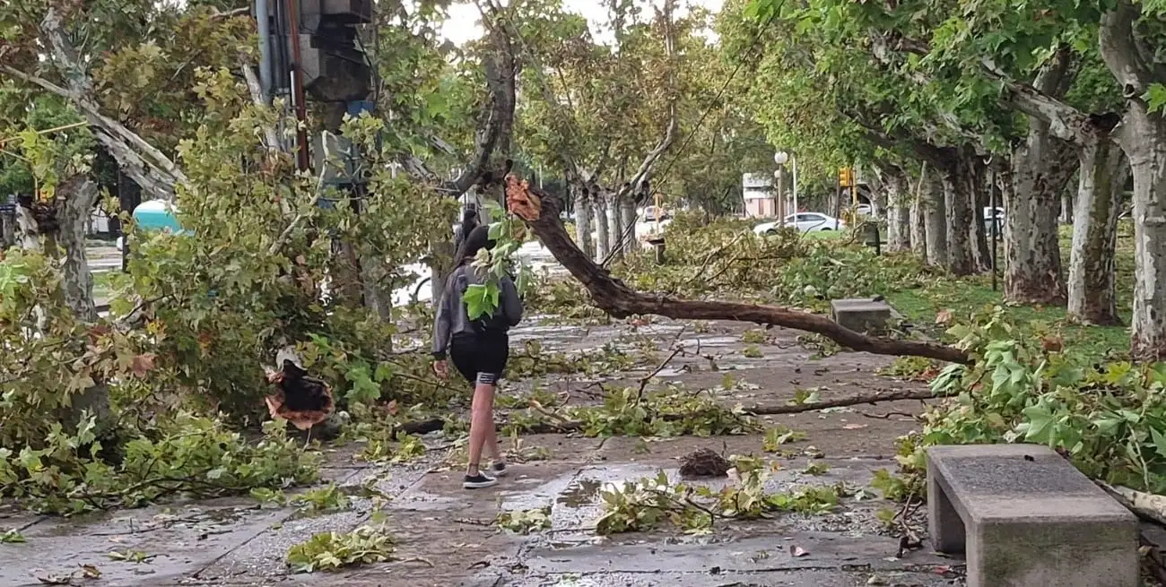 Árboles caídos en Casilda, algunas de las consecuencias de los fenómenos climáticos registrados el viernes 28 de marzo.