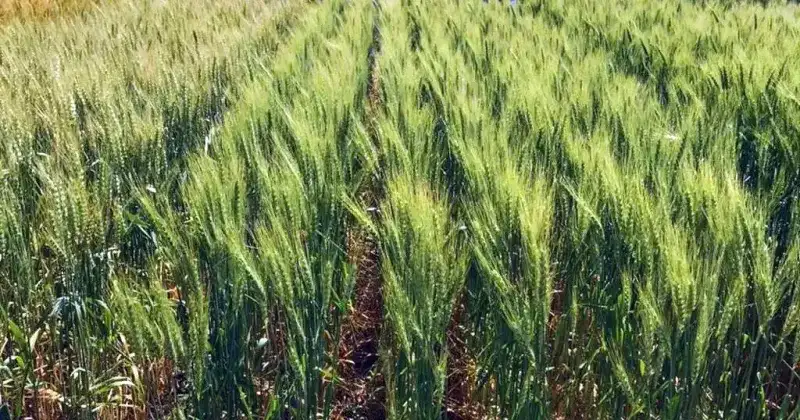 En el centro y sur de Santa Fe, la floración debería ocurrir del 15 al 20 septiembre.