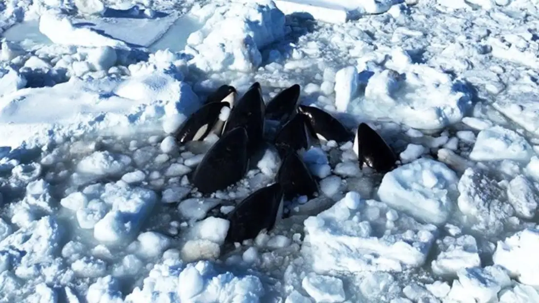 Un video grabado con un dron por científicos muestra a los cetáceos intentando sin éxito liberarse del hielo.