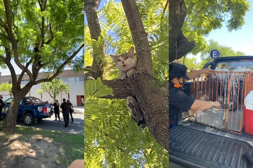 Video: la policía rescato un gatito frente a la Iglesia de la Merced