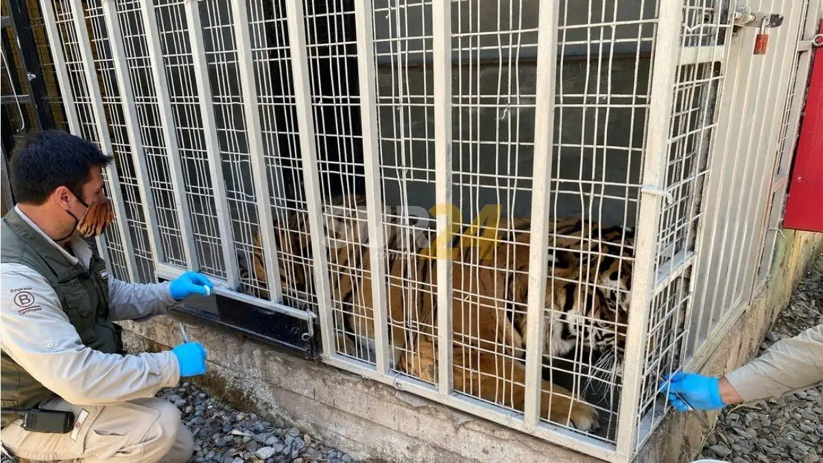 Chile, el primer país de Latinoamérica que vacuna a animales contra el Covid