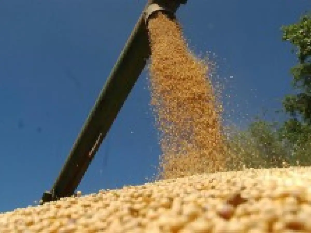 La peor cosecha de soja en una década: por la sequía se perdieron US$ 4.200 millones 