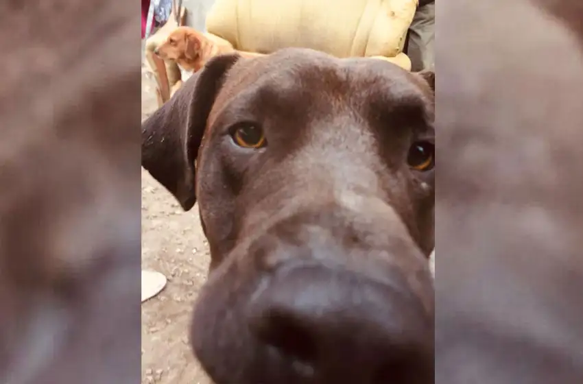 Tras pelea entre perros, le rompe los vidrios de la casa y le apuñala el animal