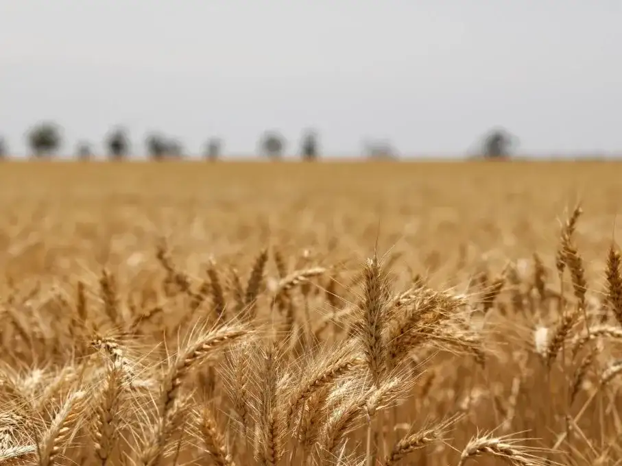La perspectiva resulta favorable para el sector agroindustrial.