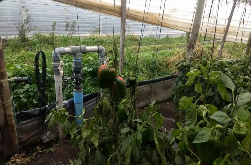 Lo atraparon cuando robaba morrones de un invernáculo