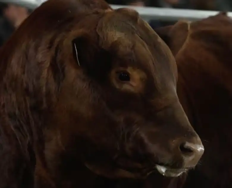 Angus
