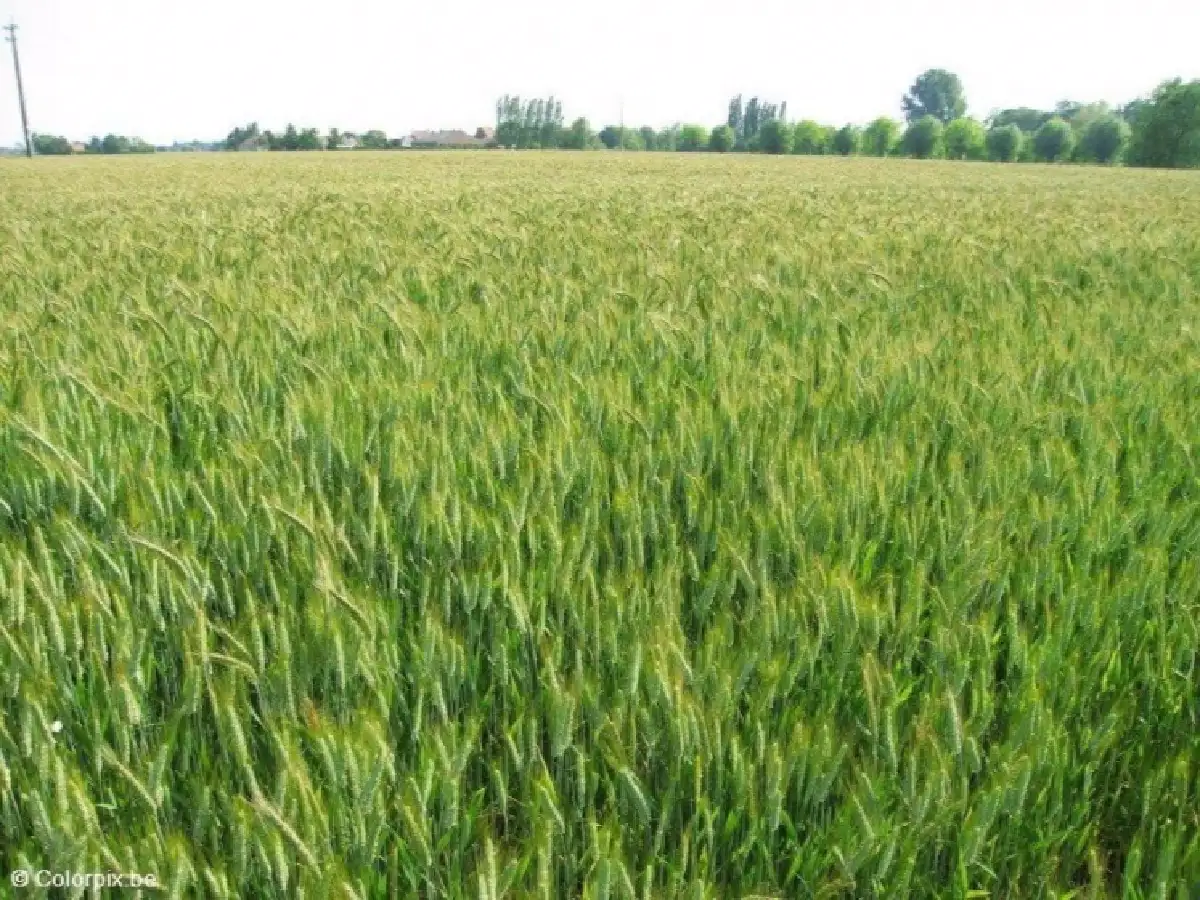 Córdoba: el trigo empieza a encañar sin agua 