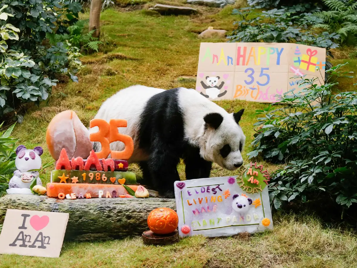 Murió a los 35 años el panda macho en cautiverio más longevo del mundo