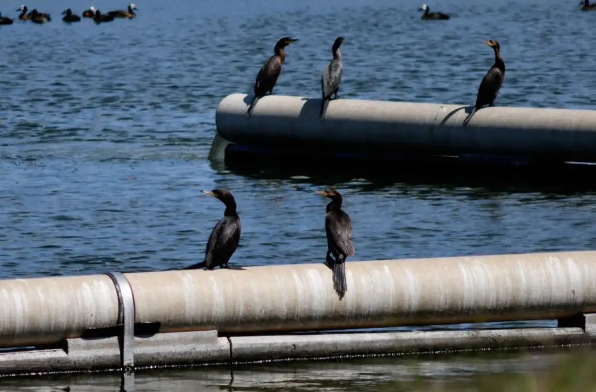 San Francisco, un refugio de aves: registraron 69 especies en la Planta Depuradora.