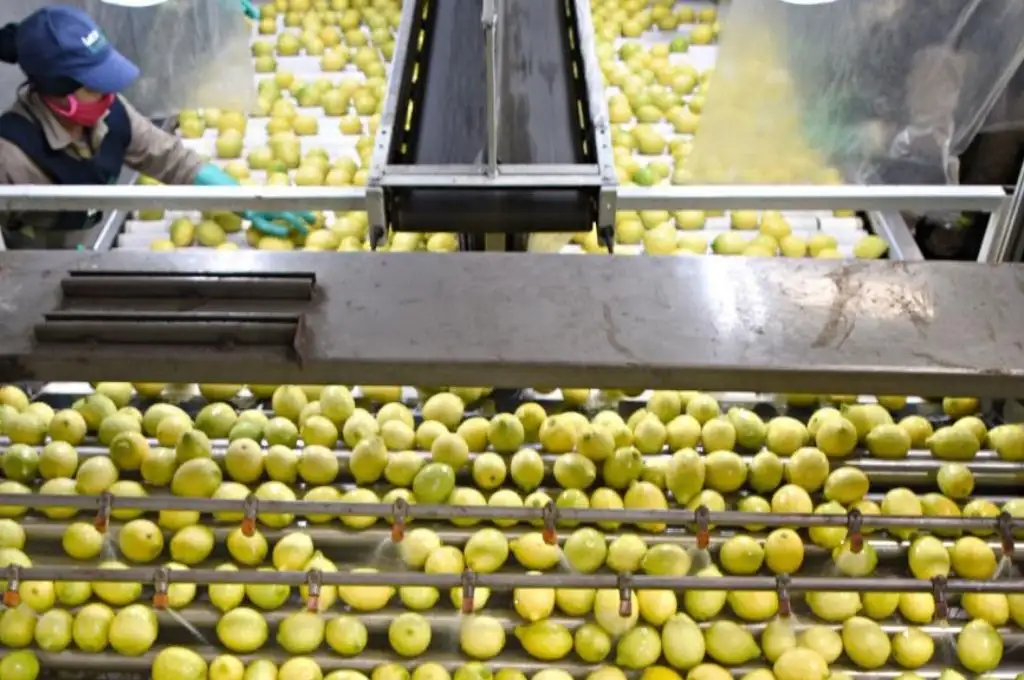 Tucumán volverá a exportar citrus a Europa