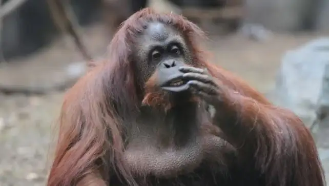 La orangutana Sandra es “sujeto de derechos” y su traslado debe ser decidido por el gobierno porteño