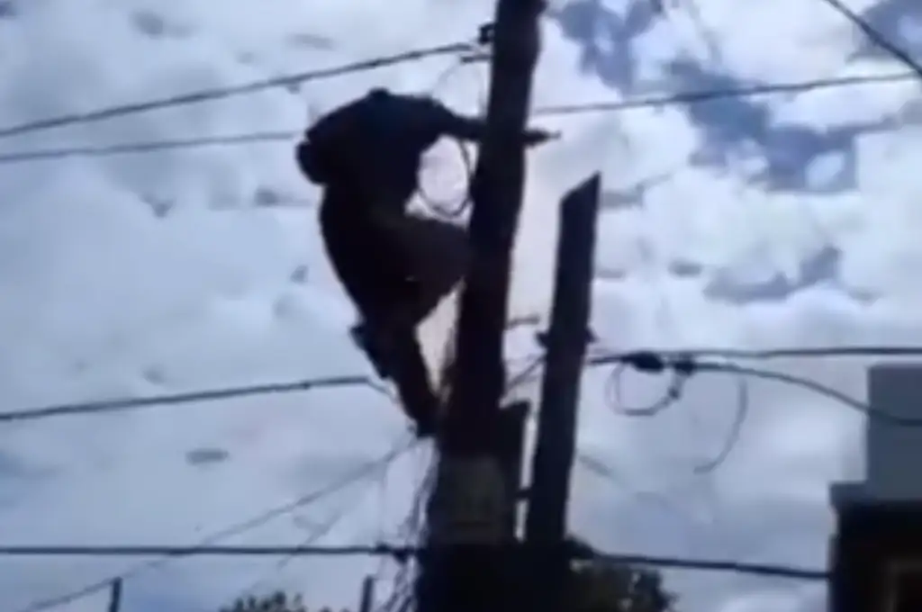La vecina de Quilmes, grabó la escena con su teléfono celular.