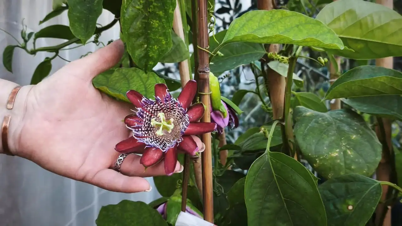 Vivero marques, plantas de primavera - 1