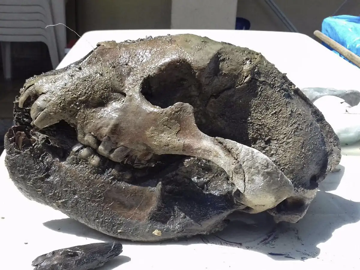 Hallan el cráneo de una especie de oso venido de América del Norte 