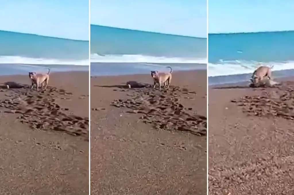 El ataque ocurrido en Playa Unión motivó el inicio de una investigación por parte de la fiscalía especializada en ambiente