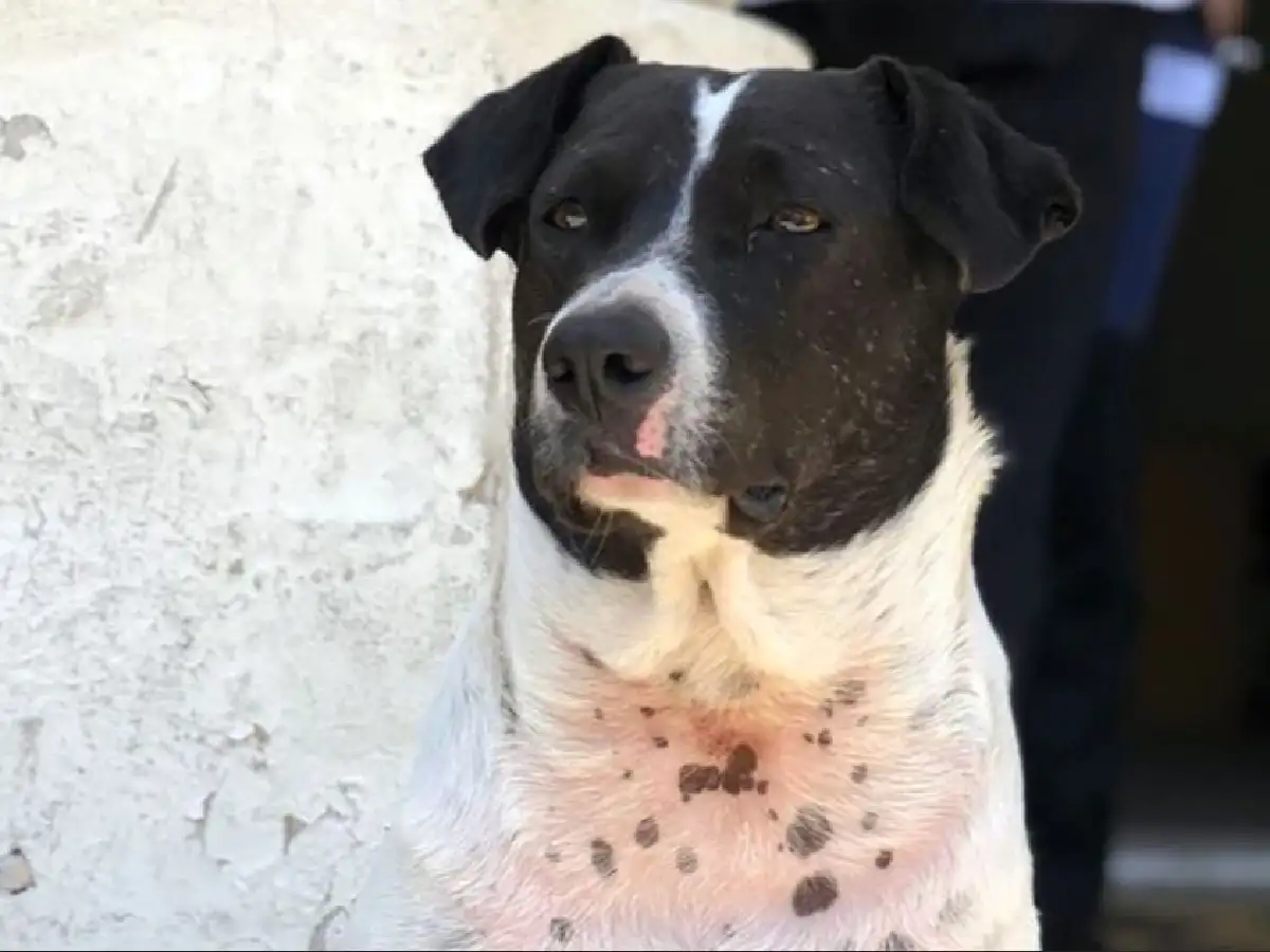 Perro vaca, el animal que “estafó” a todos en Rosario 