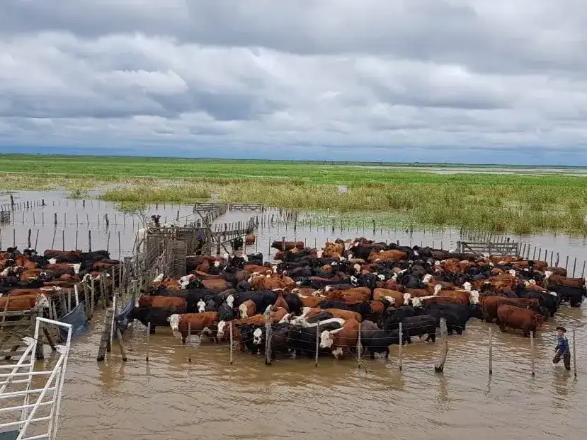 La Provincia agilizó trámites con el Senasa y coordinó obras, traslados y medidas de seguridad con organismos y productores. Además continúa abierto el Registro de Oferentes de Campos, Alimentos y Transporte para la Emergencia Agropecuaria de la Provincia de Santa Fe, que reúne ofertas validadas de campos para pastaje temporal.