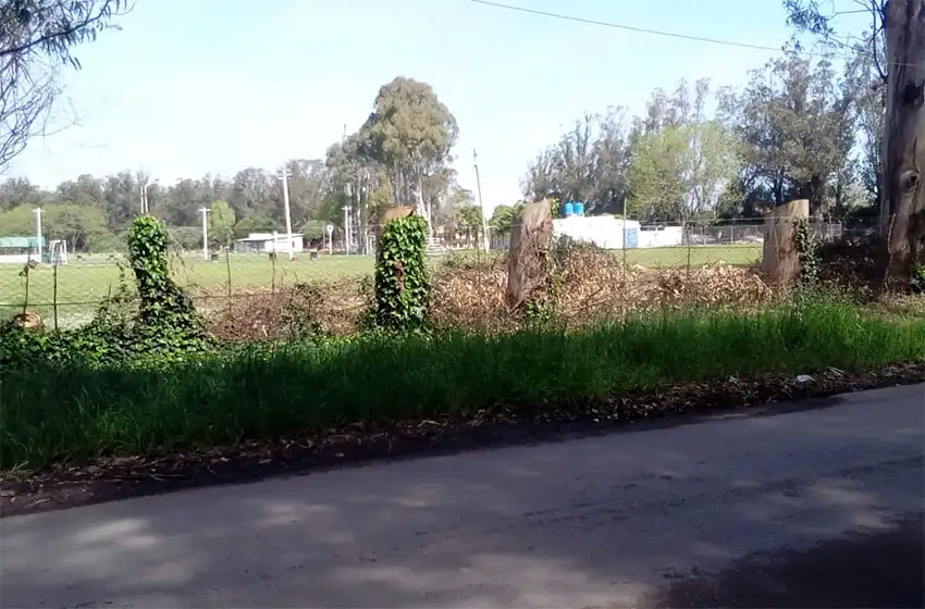 Vecinos se reunirán con el Emder por la tala en Parque Camet: "Quieren extraer 168 árboles"