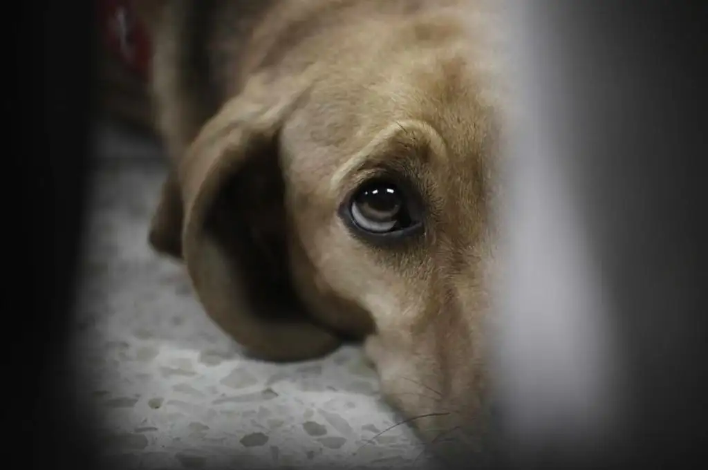Zoofilia en Berisso: un hombre violó a una perrita y los vecinos casi lo linchan