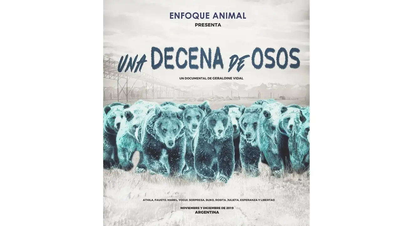 Emocionante vídeo de osos al ser liberados tras 20 años de cautiverio