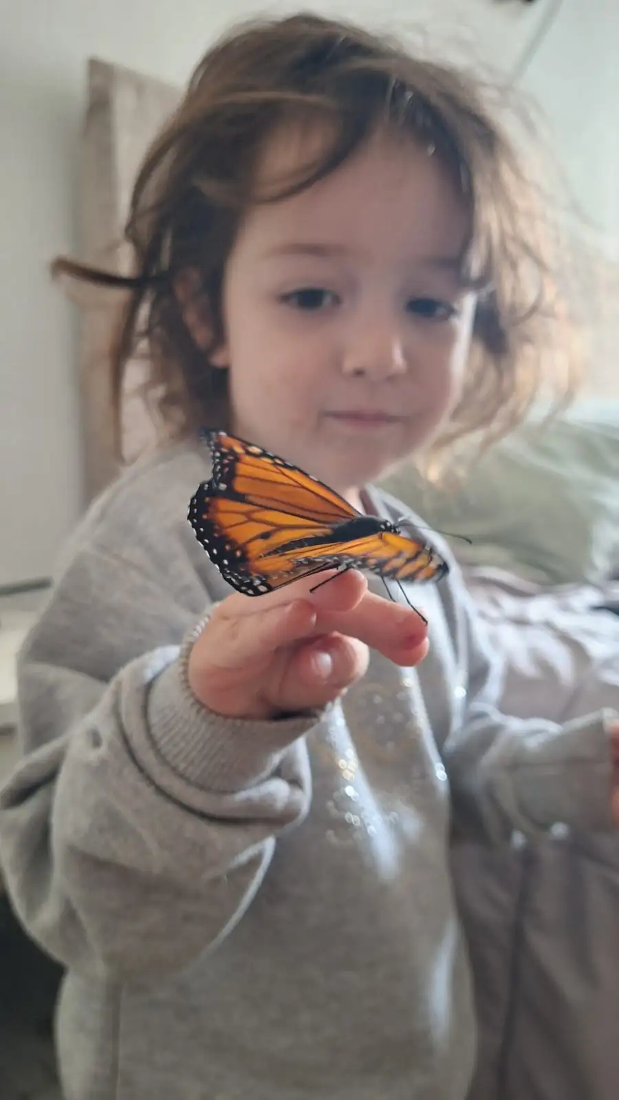 mariposa selva