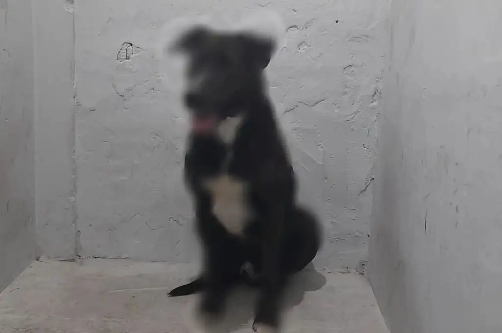 El animal abusado.