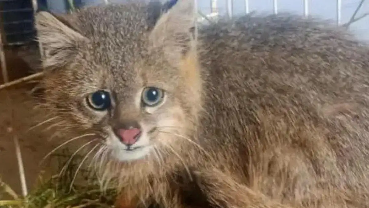 De qué especie es el gato salvaje que encontraron cerca de La Calera
