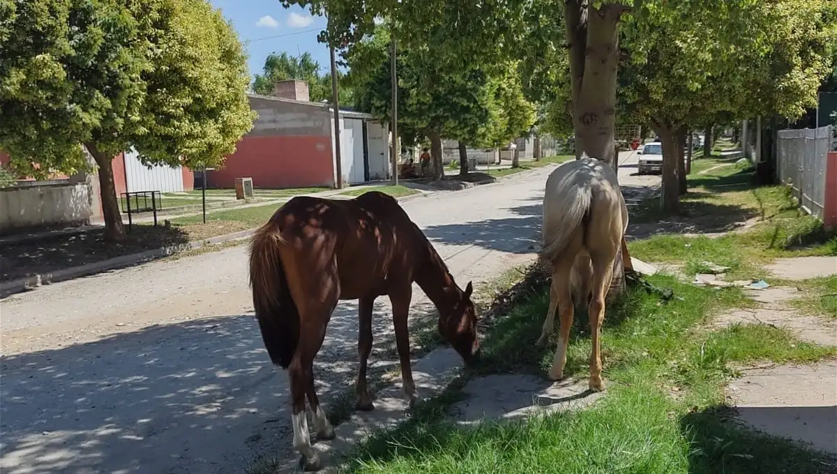 Caballos sueltos en las calles, un problema sin fin.