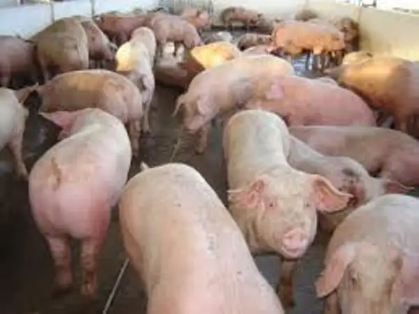 Ecos de ArgenCarne: no todo lo que brilla es oro en la producción porcina