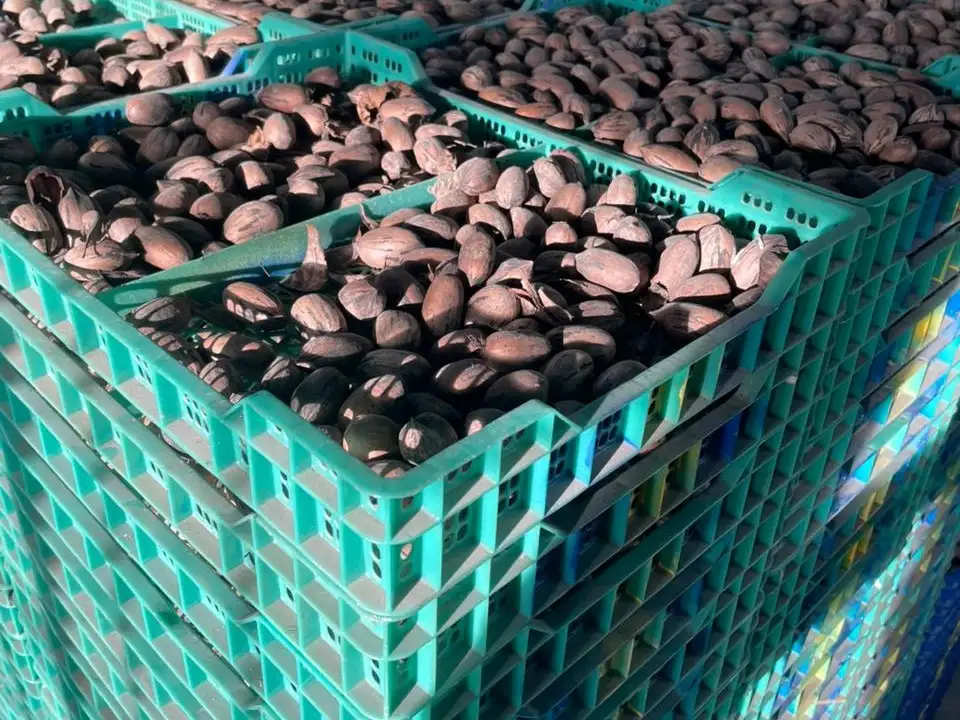 nueces pecan