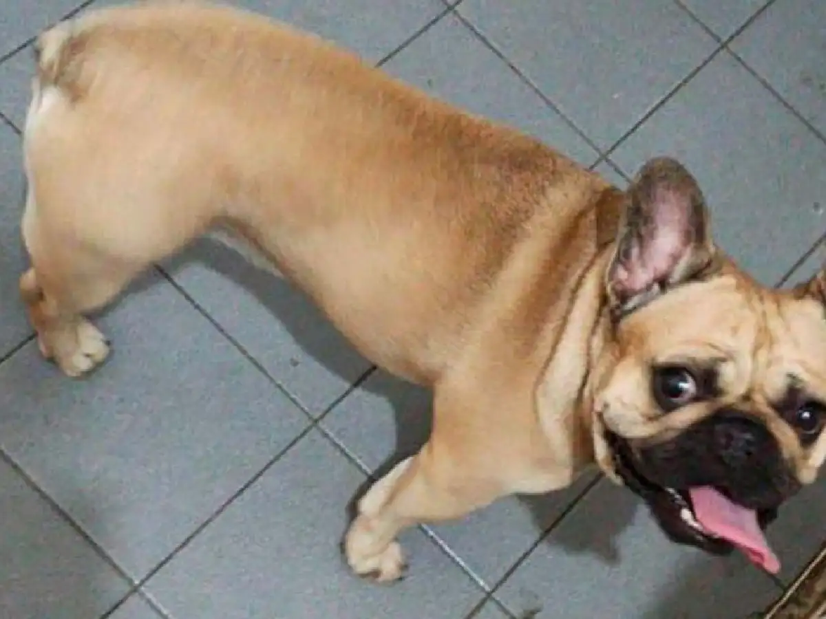 Asaltaron a una familia en Carlos Paz y les robaron hasta el perro