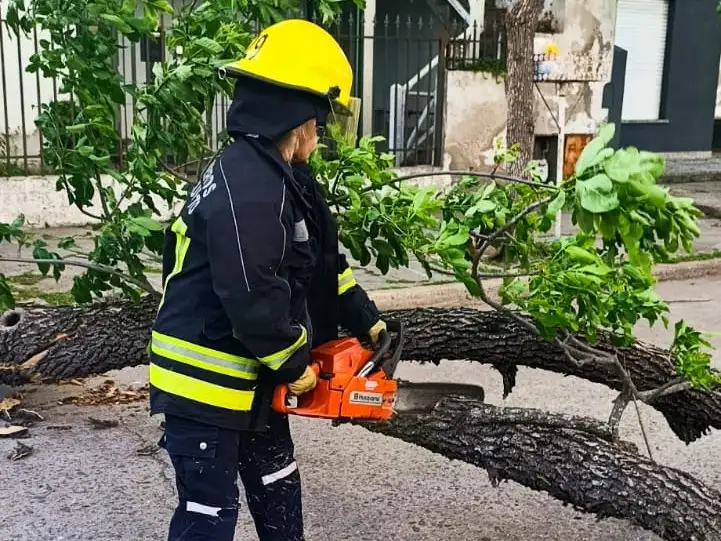 árbol caído2