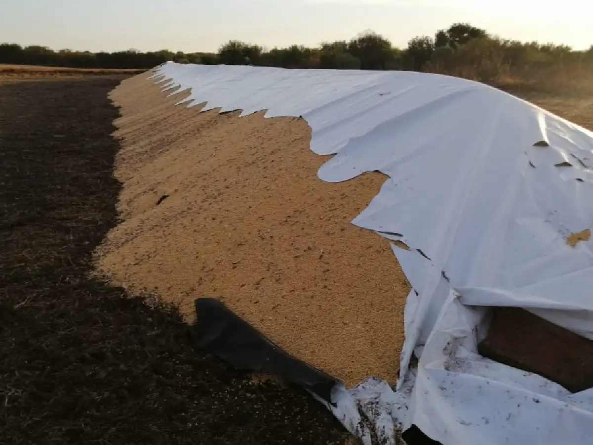 Dos jóvenes detenidos por romper silo bolsa y robar maíz en un campo de El Tío 