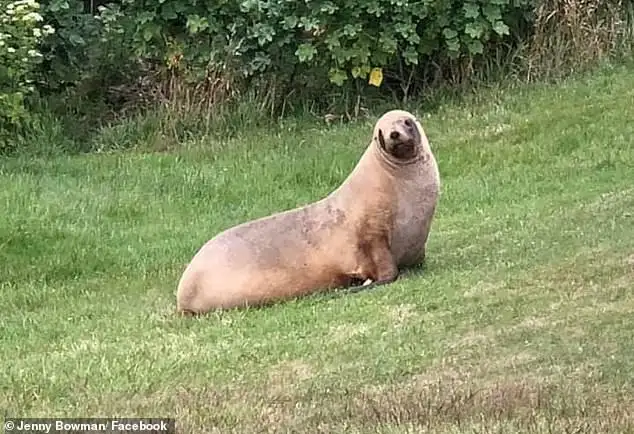 Para que un león marino pueda cuidar a su cría cerraron una calle en Nueva Zelanda