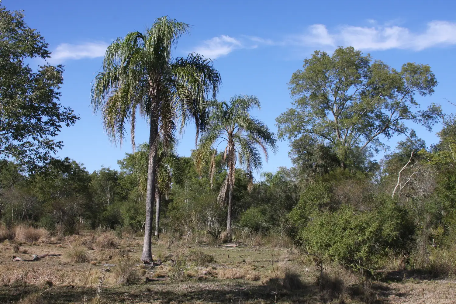 UNL: Estudian en detalle los bosques mixtos de Santa Fe