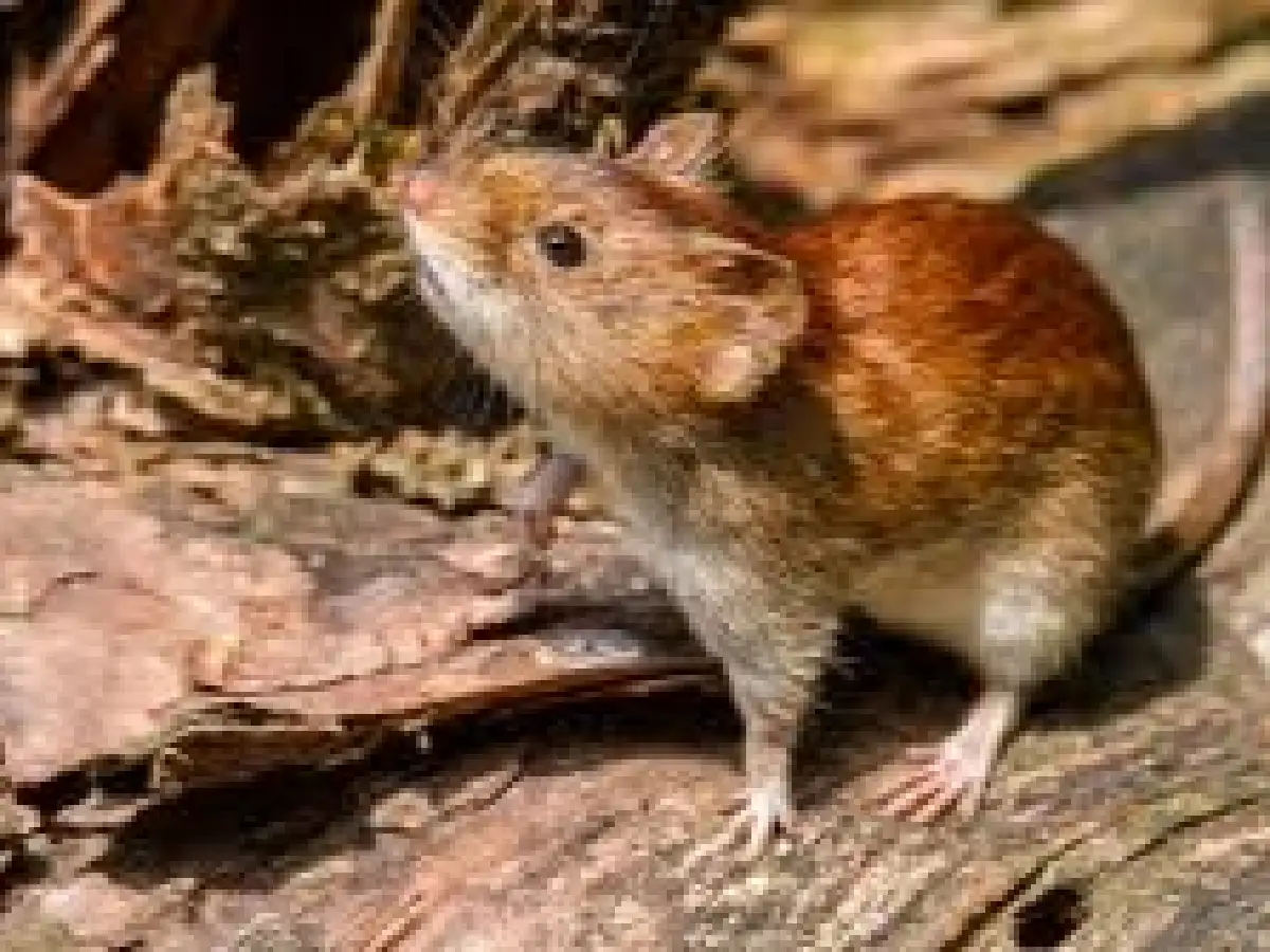 Hasta ahora son nueve los muertos por hantavirus