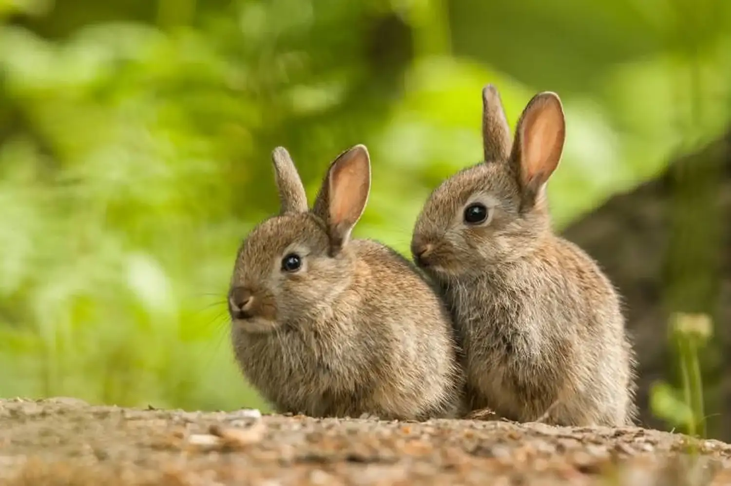 El conejo europeo (Oryctolagus cuniculus) está considerado una especie exótica invasora en Argentina.