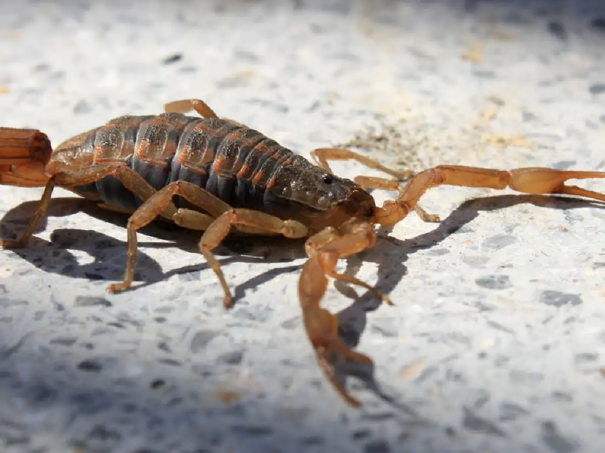 Recomendaciones para prevenir la picadura de alacranes este verano