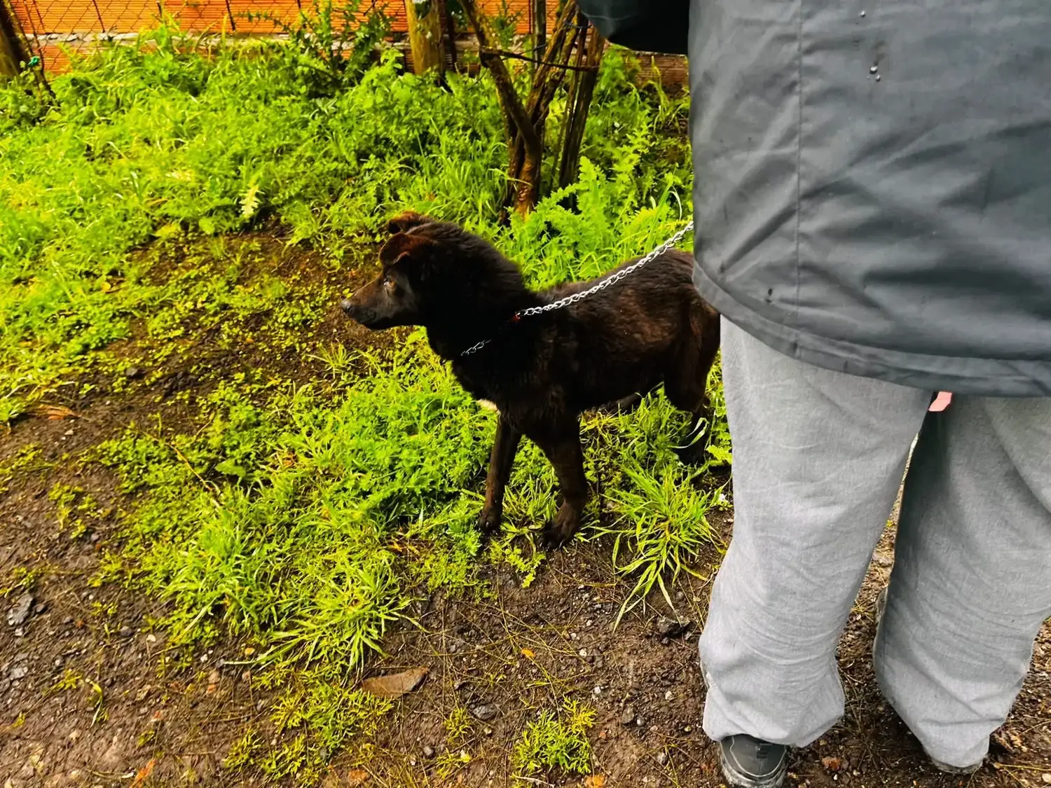 Rescataron a una cachorra en grave estado tras un allanamiento por maltrato animal