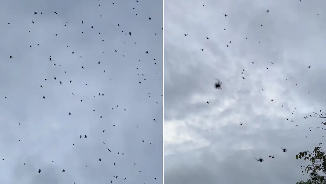 Enorme telaraña