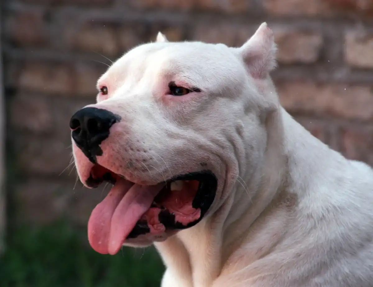 Un pitbull atacó y mató a un nene de 2 años mientras su mamá lo bañaba.