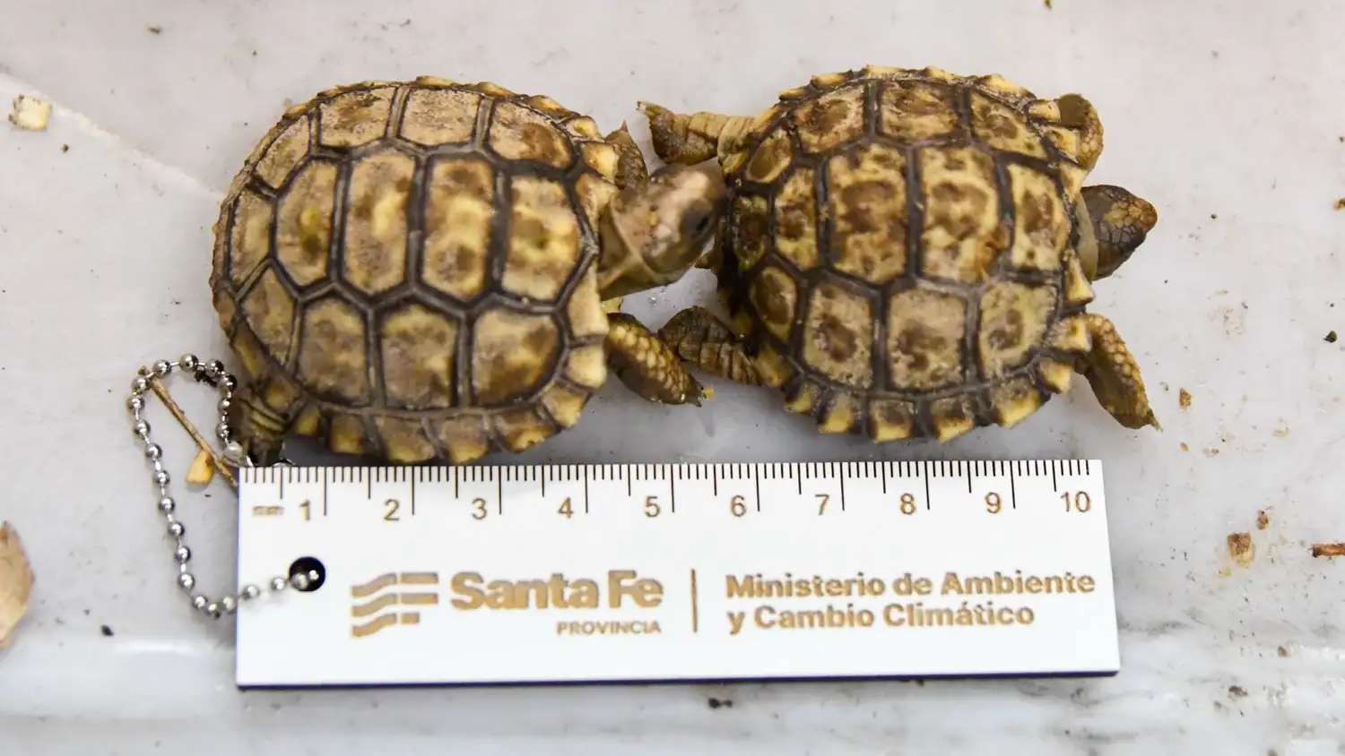Dos pequeñas tortugas rescatadas.