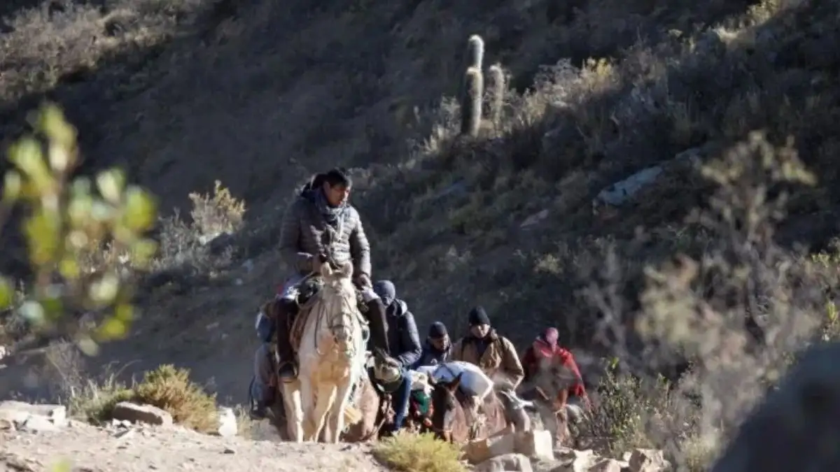 En Jujuy trasladarán urnas a lomo de mula hacia zonas rurales