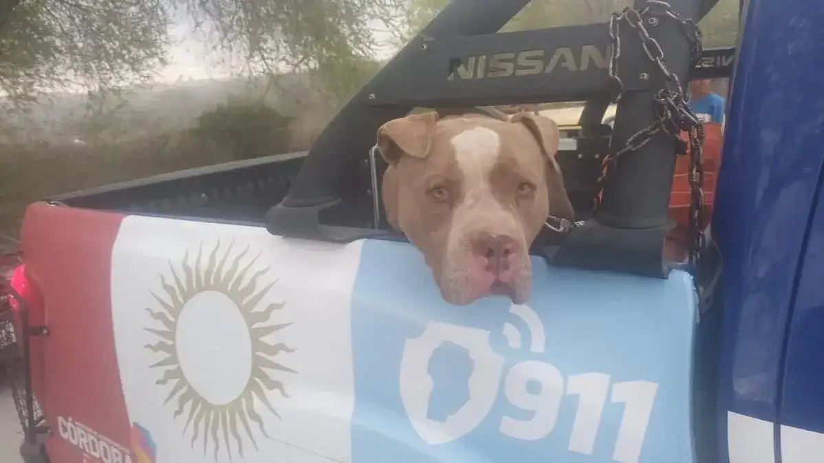 El pitbull que protaginizó el caso fatal en Alta Gracia.